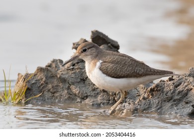 A beautiful picture of a Common Sandpiper (Actitis hypoleucos), Chupi Char, Purbasthali, Bardhaman, West Bengal, India  