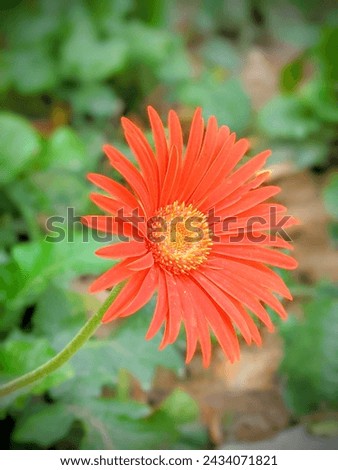 beautiful picture of flower, natural wallpaper