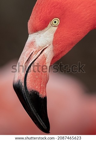 Similar – Portait of a flamingo (lat. Phoenicopteridae), captive