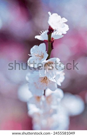 Similar – Spring blossom with blur