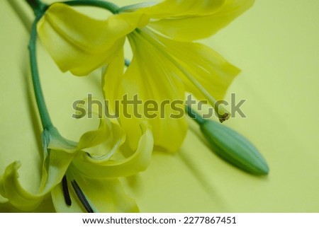 Beautiful picture of yellow flowers ,Florals composition, yellow background theme