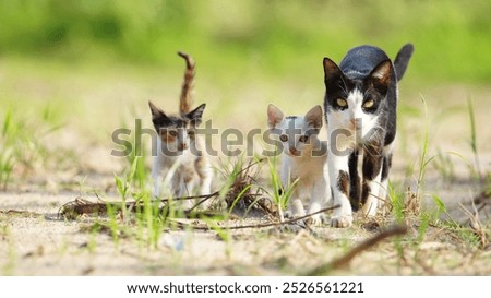 beautiful pictures of cute kitten and cat walking together