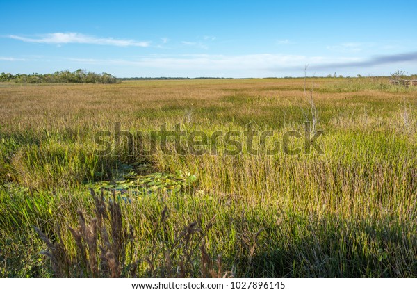 Beautiful and\
picturesque Everglades National Park in Homestead, Florida. \
Everglades National Park is also a International Biosphere Reserve\
and  UNESCO World Heritage\
Site.