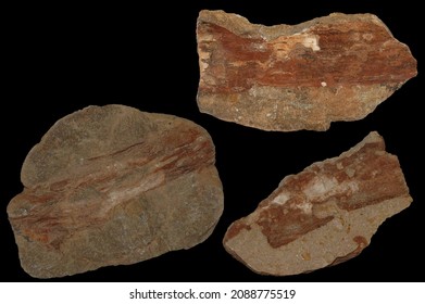 Beautiful pieces of petrified wood from Steinhart, Germany