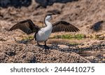 Beautiful Pied shag standing on a rock with its wings outstretched to dry them.