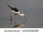Beautiful Pied Stilt bird walking for food in the swamp.