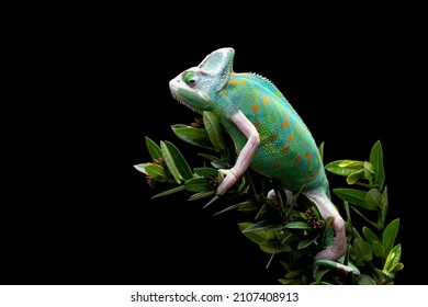 Beautiful Pied Veiled or White Piebald Chameleon juvenile on tree branch.