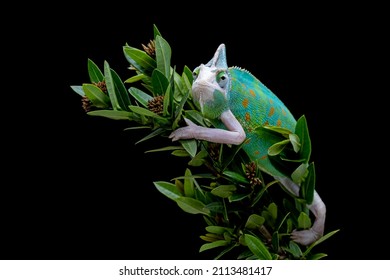 Beautiful Pied Veiled or White Piebald Chameleon juvenile on a tree branch.