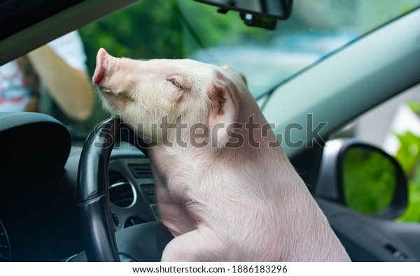 Beautiful pig driving a\
car