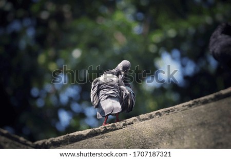 Similar – Foto Bild Lustiges Porträt einer Gans, die auf die Kamera vor der Kamera schaut.