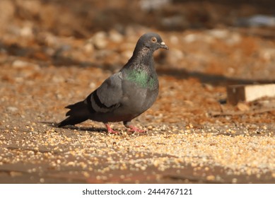 Beautiful Pigeon Bird Standing On The Street 