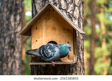 Beautiful pigeon sitting on a birdhouse on a tree - Powered by Shutterstock