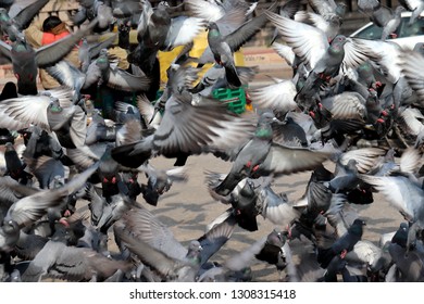 Beautiful Pigeons Doves Stock Photo 1308315418 | Shutterstock