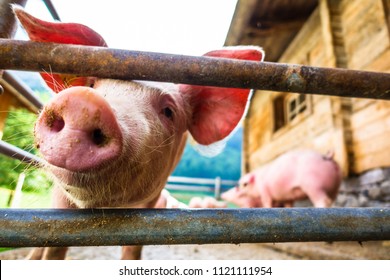 beautiful piglets at a farm