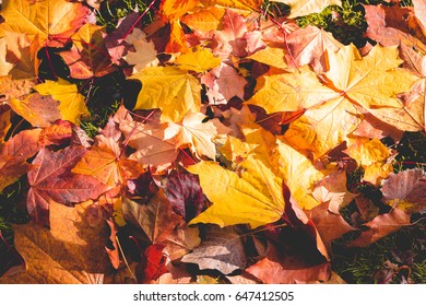 A Beautiful Pile Of Orange, Brown, And Red Leaves On The Ground During Autumn.