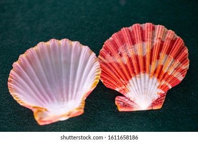 Beautiful Pilgrim Mussel Chlamys Pallium