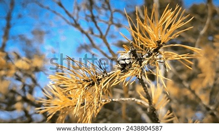 beautiful pine branch with yellow needles and a cone, against a blue sky background, hiking, landscape, hiking