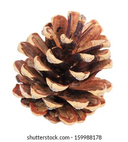 Beautiful Pine Cone Isolated On White