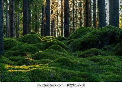 Beautiful pine and fir forest in Sweden with a thick layer of green moss covering the forest floor, some sunlight shining in through the branches