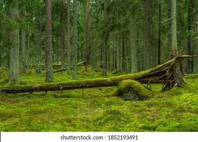 Beautiful pine and fir forest in Sweden, with a fallen tree and the forest floor covered with thick green moss - Powered by Shutterstock