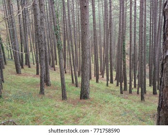 
beautiful pine forest - Shutterstock ID 771758590