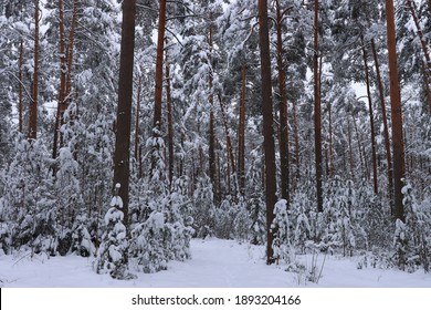 Foret Enneigee High Res Stock Images Shutterstock