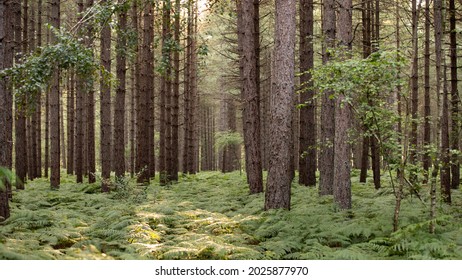 Beautiful Pine Forest Planted In A Row. Trunk And Gray Bark, Undergrowth Of Green Ferns And Beautiful Summer Backlight On A Sunny Evening. Beauty Of The Wild Nature In The North Of France