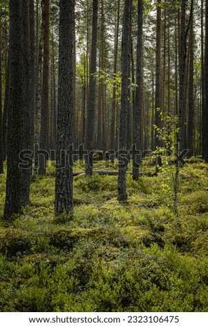 a beautiful pine forest scenery during day.