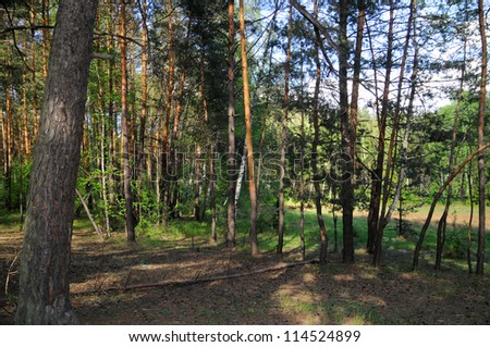A beautiful pine forest. Slavyanogorsk Donetsk region, Ukraine