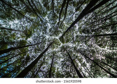 Beautiful Pine Forest Tree At Mangunan Bantul Indonesia