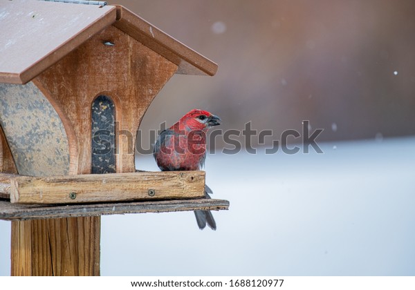 Beautiful Pine Grosbeak Bird Feeder Stock Photo (Edit Now) 1688120977