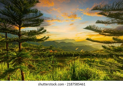 beautiful pine and mountain view in the morning,view of mountains and pines in spring,Aerial View On Spacious Pine Forest At Sunrise,mountain and pine view - Shutterstock ID 2187585461