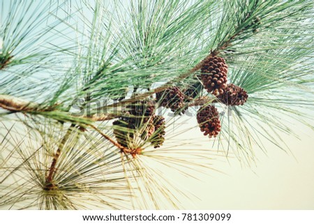 Similar – Pine cones Tree Detail