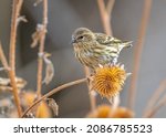 A beautiful Pine Siskin, one of hundreds in the flock, feeds on a seedhead in a Colorado wildlife area.