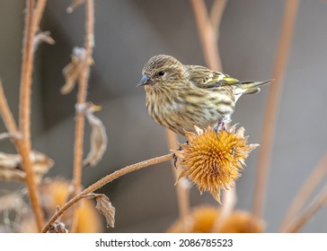 A beautiful Pine Siskin, one of hundreds in the flock, feeds on a seedhead in a Colorado wildlife area.
