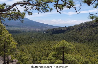Beautiful pine tree landscape on the Cumbre Nueva in La Palma, Canary islands, Spain