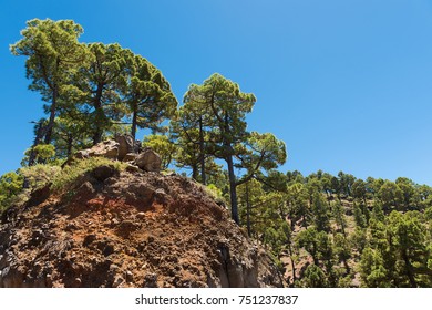 Beautiful pine tree landscape on the Cumbre Nueva in La Palma, Canary Islands, Spain. - Shutterstock ID 751237837