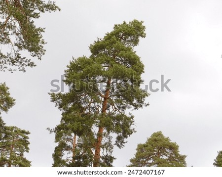 Similar – Baum hinter einem Sonnensegel