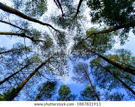 Similar – Image, Stock Photo Looking up in the beer garden