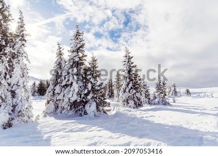 Beautiful Pine Trees  Covered with Snow in the Winter Mountain . Winter Landscape .Vitosha Mountain, Bulgaria 