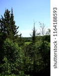The beautiful pine trees frame the distant view of the Upper Peninsula scenery. A sunny day in northern Michigan. 