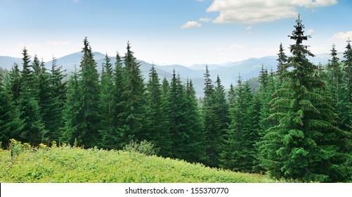 Beautiful pine trees on background high mountains.                                    