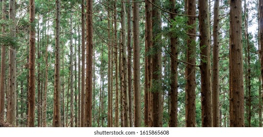Beautiful pine trees on background