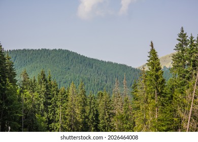 Beautiful pine trees on background high mountains. Carpathians. Thick spruce forest on the hillside overlooking the sky