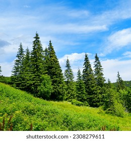 Beautiful pine trees on background high mountains. Carpathians - Powered by Shutterstock