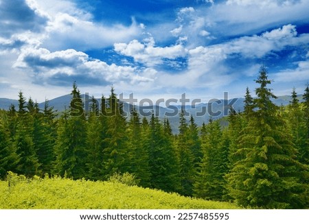 Beautiful pine trees on background high mountains. Carpathians