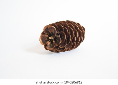 beautiful pinecone| flower shape pinecone