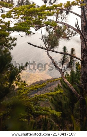 beautiful Pineforest views in puertorico