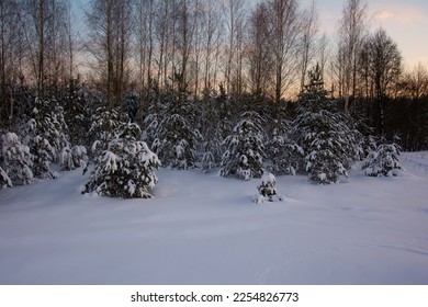 Beautiful pines and firs against the background of the evening sky. Winter forest at sunset.
 - Shutterstock ID 2254826773