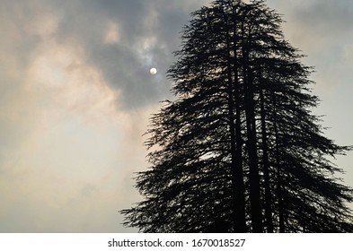Beautiful Pines Trees And Clouds, Sun Behind Clouds, Nature Scenery, India